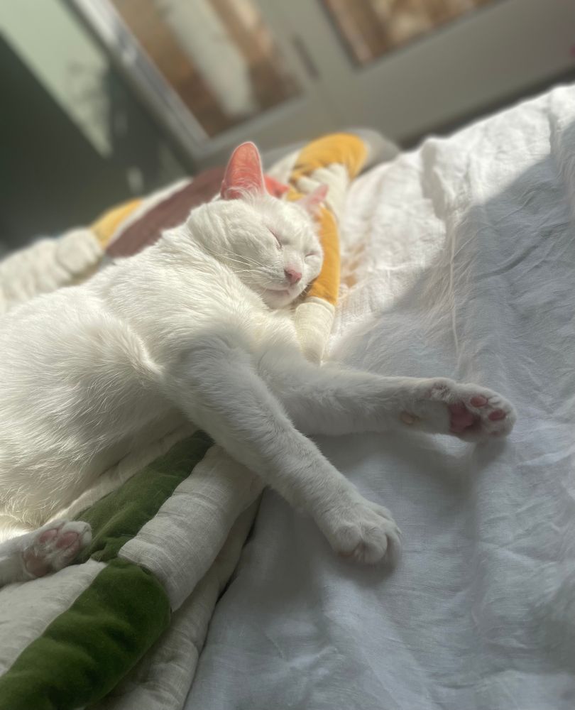 A white cat, front paws stretched, asleep in the sun on a colourful quilt. 