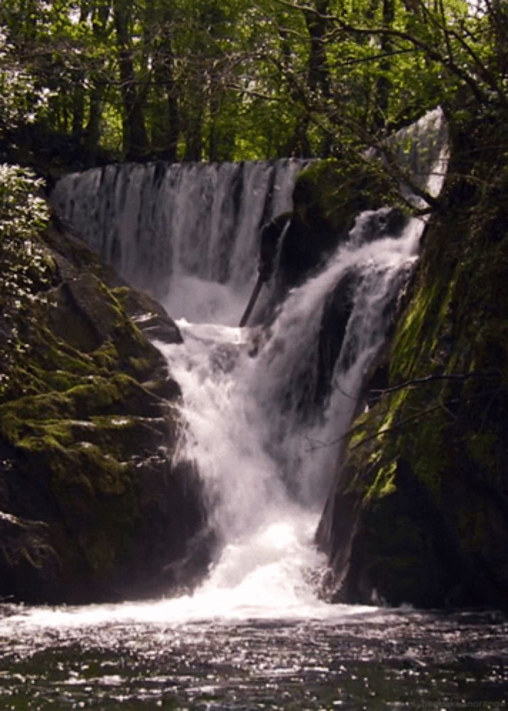 a waterfall in the middle of a forest with trees in the background