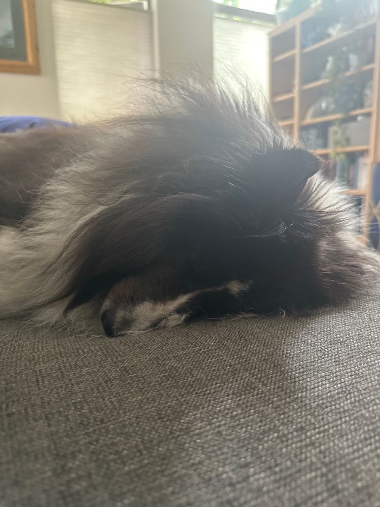 A bi-black Sheltie sleeping on a sofa 