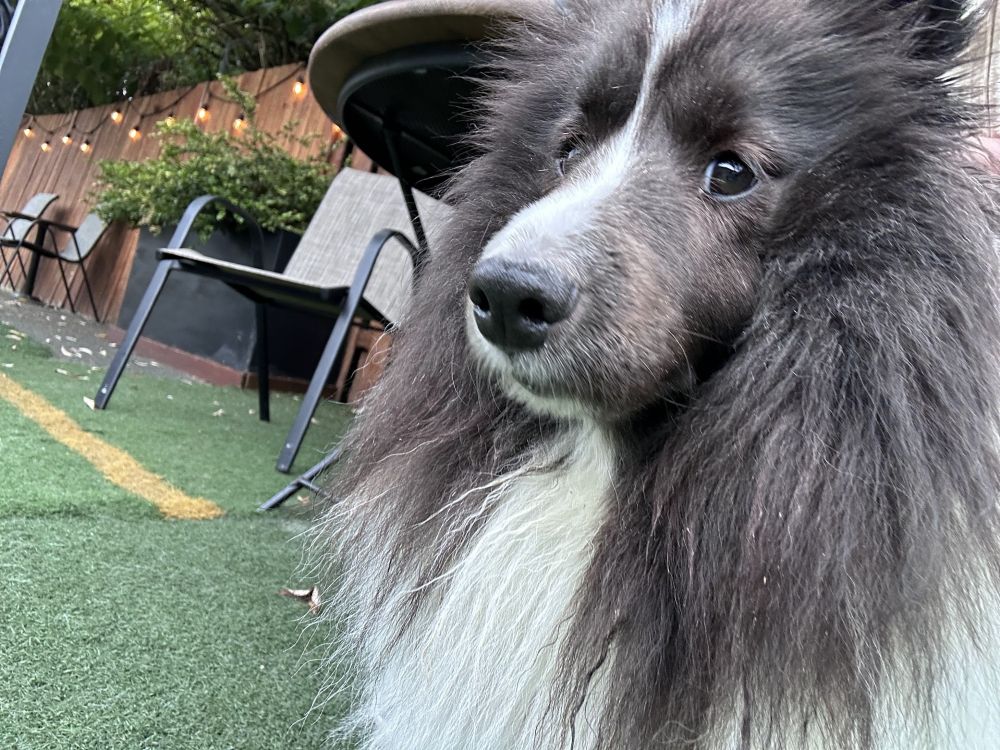 a bi-black sheltie looking sideways at the camera
