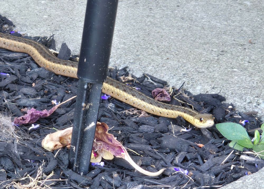 A different angle from the same garter snake pictured previously. It looks adorable