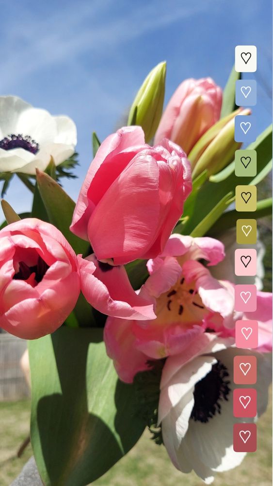 Spring flower bouquet with pink tulips and white anemones. A color palette made from colors in the photo runs vertically down the right side of the photo 