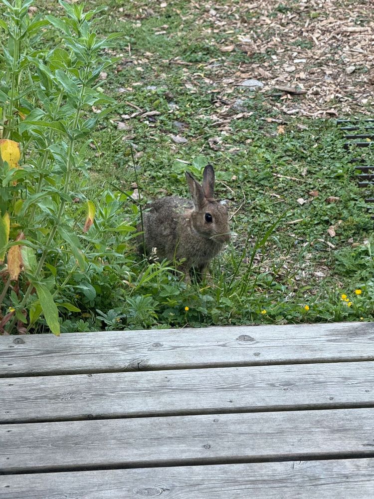 A cute bunny at 6am, eyeing us suspiciously