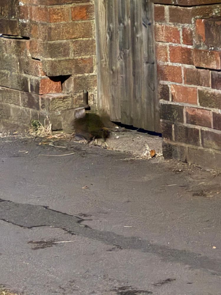 Very blurry hedgehog scurrying past the gate to a garden.
