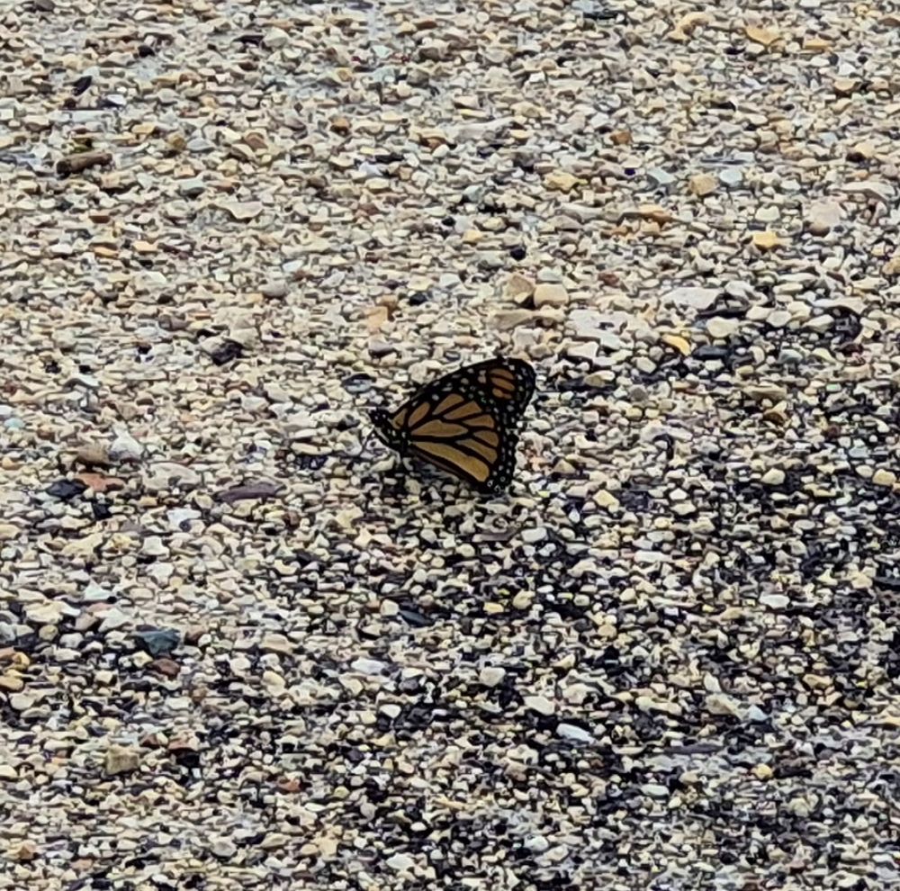 A little monarch butterfly on a gravel road
