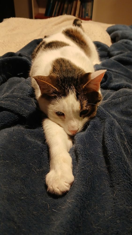 Milo the white and tabby cat lying on a blanket over my lap while I sit in bed.