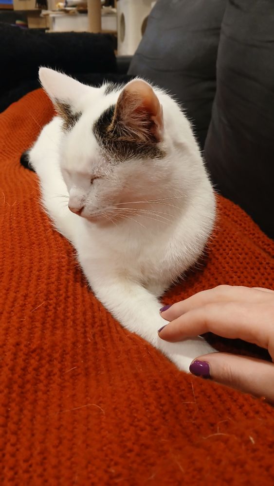 Cass the white and tabby cat lying on a blanket over my legs while I lie on the couch. He looks sleepy, but his head is lifted. He has one paw stretched out and my hand is lightly touching it.