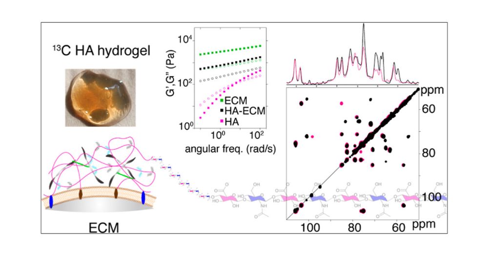 Resolving Atomic-Level Dynamics and Interactions of High-Molecular-Weight Hyaluronic Acid by Multidimensional Solid-State NMR