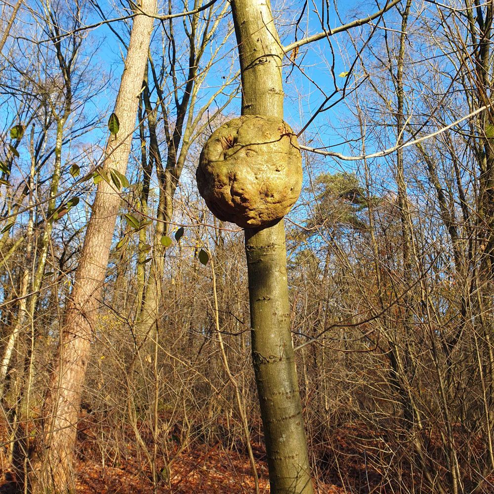 Enorm groeisel of nest, midden op een stam van een levende boom. Het is zo groot als een voetbal. We zagen geen activiteit, maar durfden ook niet "aan te kloppen". Iemand een idee wat dit is?
