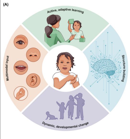 A circular diagram showing four components in a circle around a child in the middle signing and speaking. On the left is multimodal input, accompanied by pictures of an eye, nose, ear, mouth and hand.  At the top is active, adaptive learning, with a picture of a child holding up a block to a woman, on the right is structure building, with a picture of a brain superimposed on a neural network, at the bottom is dynamic developmental change, with a picture of a baby, toddler, and then two older children.