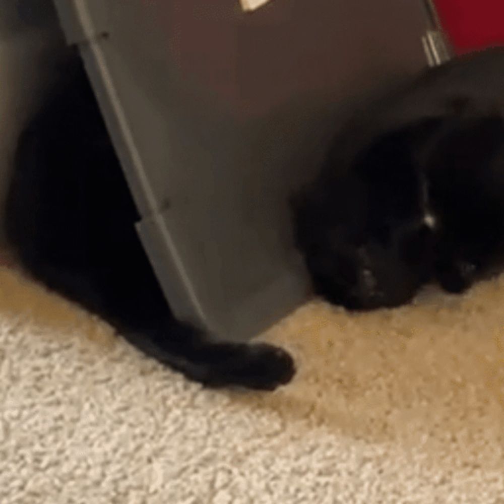 a black cat is laying on a carpet next to a plastic container