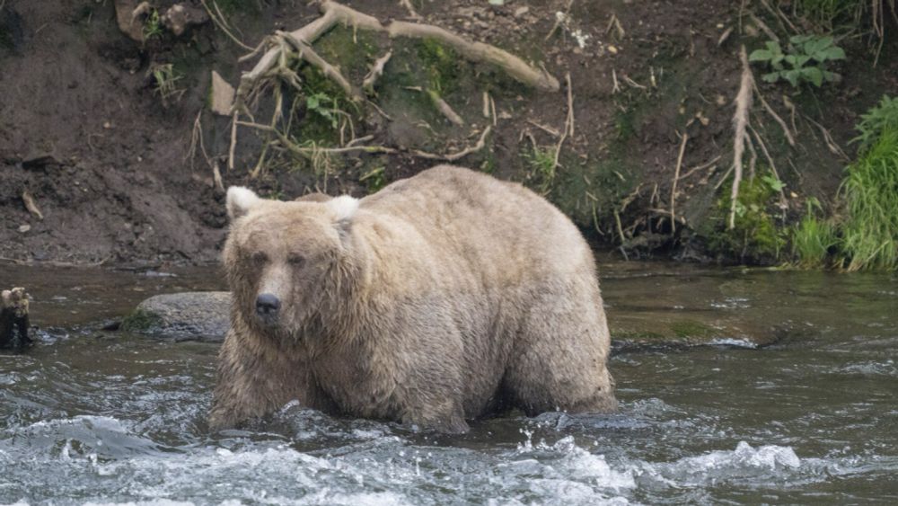 The chunkiest of chunks face off in Alaska's Fat Bear Week