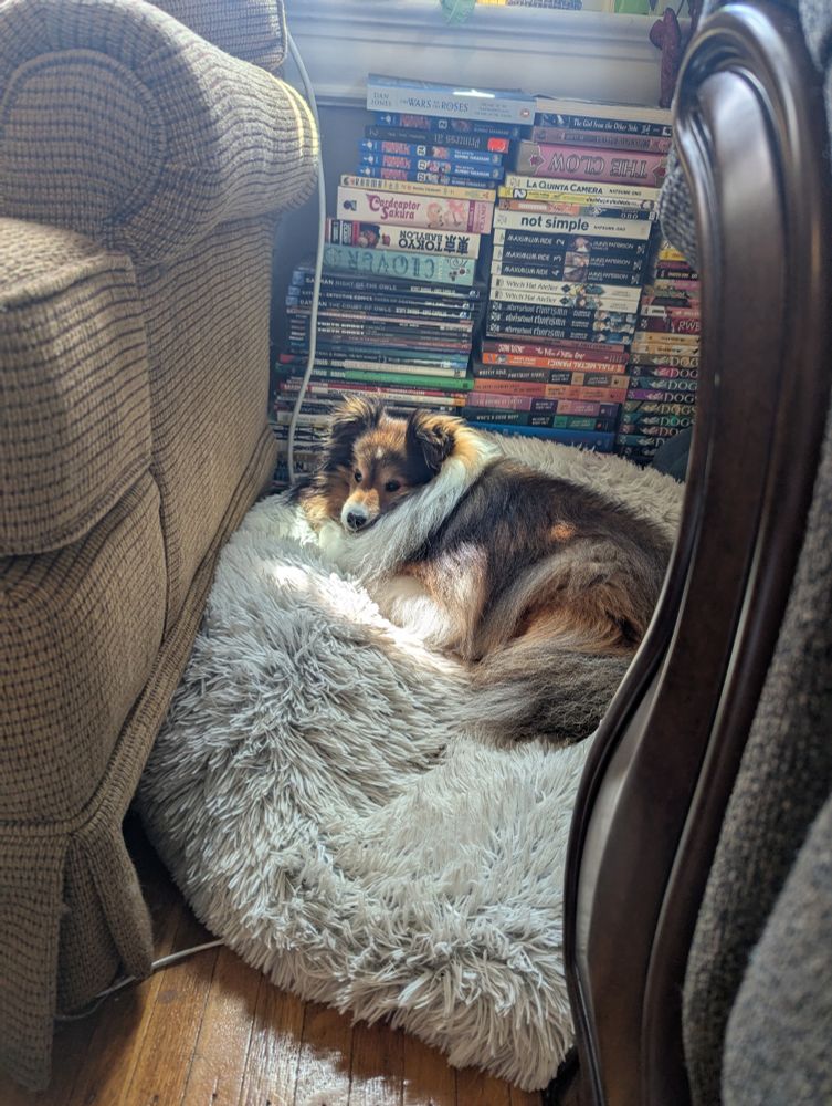 A fluffy shetland sheepdog laying on a big fluffy dog bed