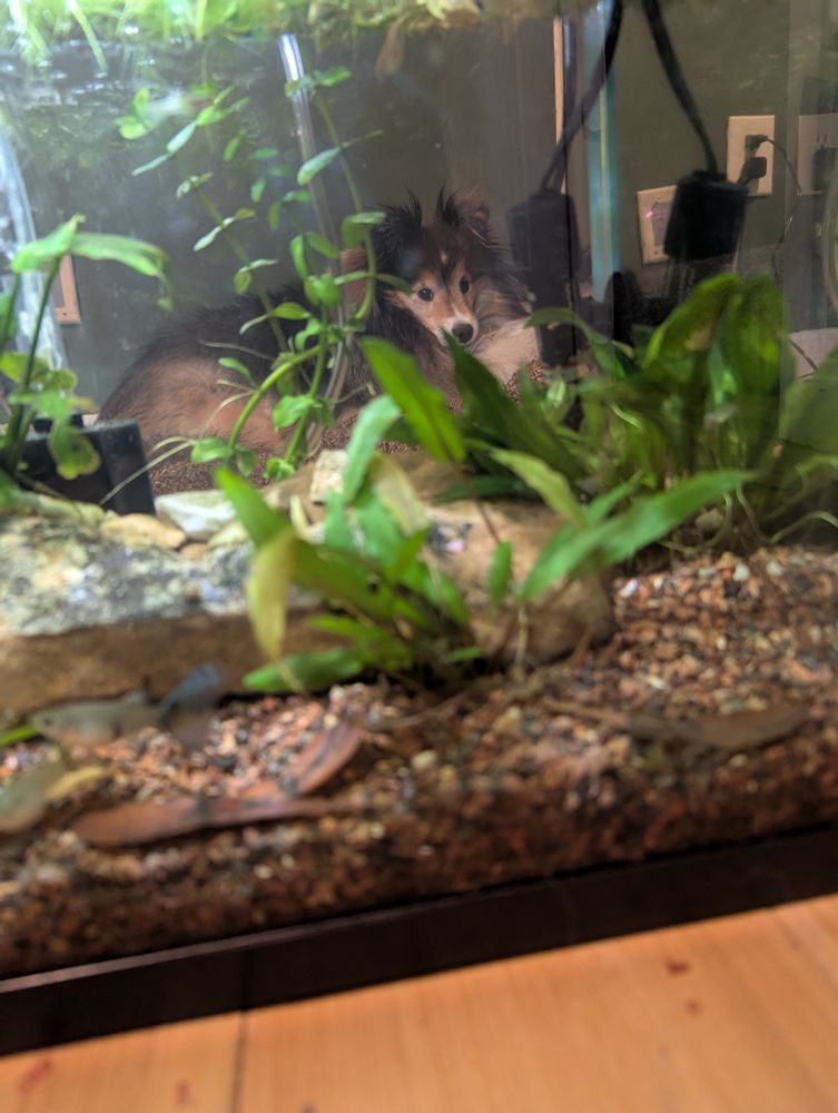 A small, judgement sheltie laying on a dog bed. The photo is shot through a glass aquarium housing various guppies 