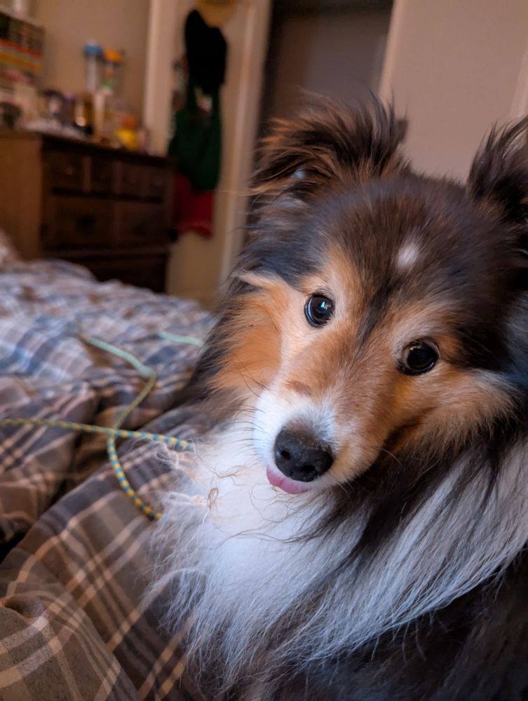 Close up photo of a small shetland sheepdog mid blep