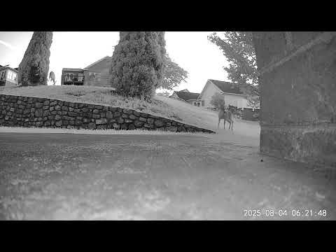 Deer family 8-04-25 #backyardzoo #roanokeva #deer 