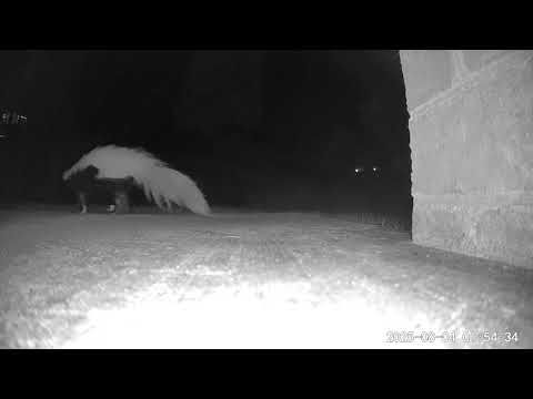 Skunk white tail 8-3-25 #backyardzoo #roanokeva #skunk 