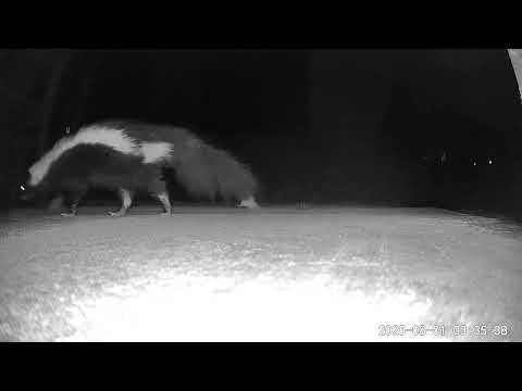 Skunk visit August 1 2025