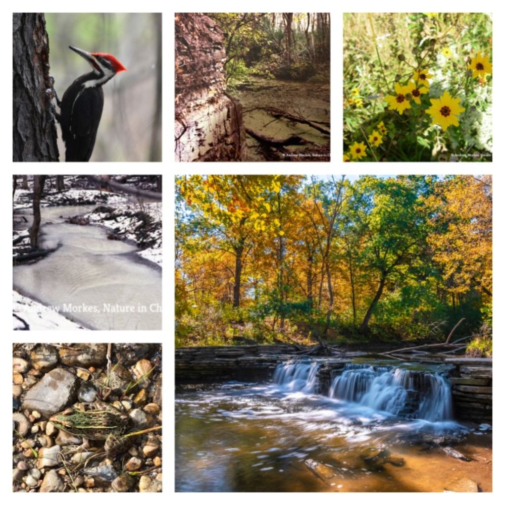 Waterfall Glen Forest Preserve: 8 Things to Do at This Biodiversity Hotspot