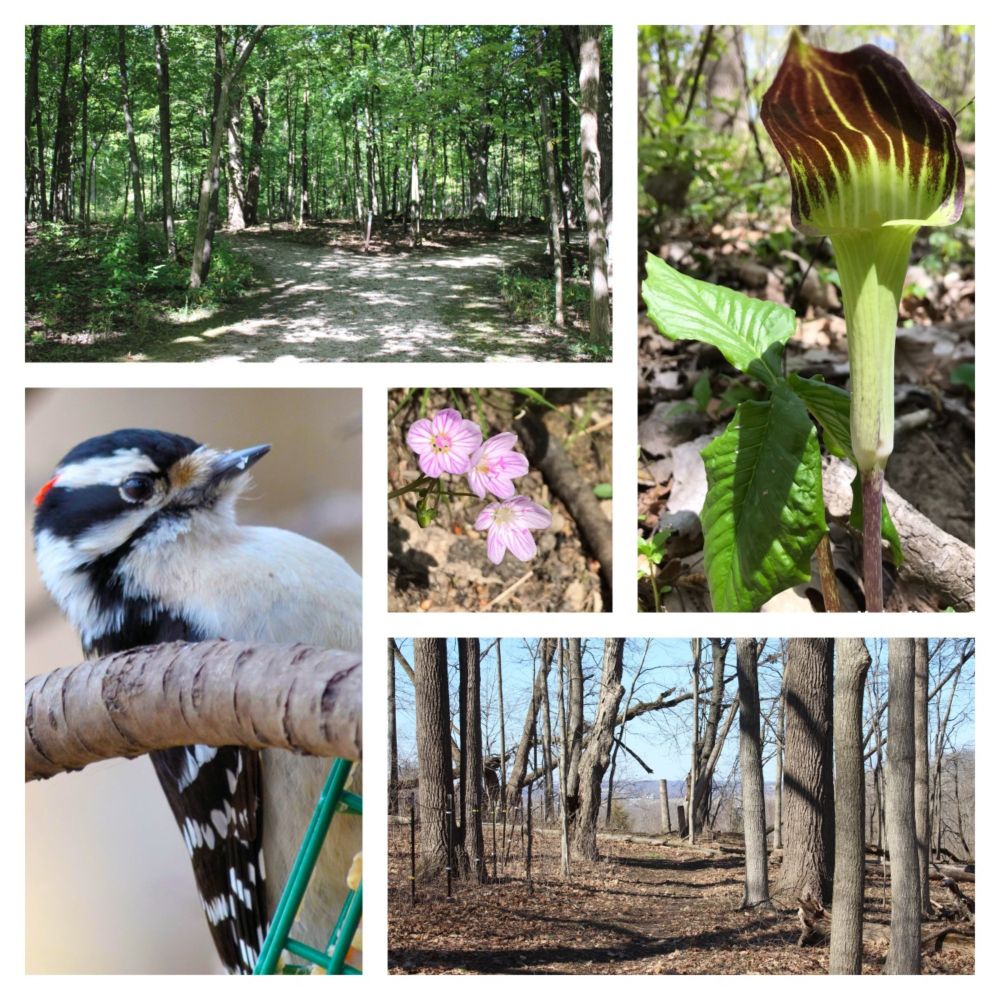 Coral Woods Conservation Area: A Splendid Chicagoland Nature Destination in All Seasons