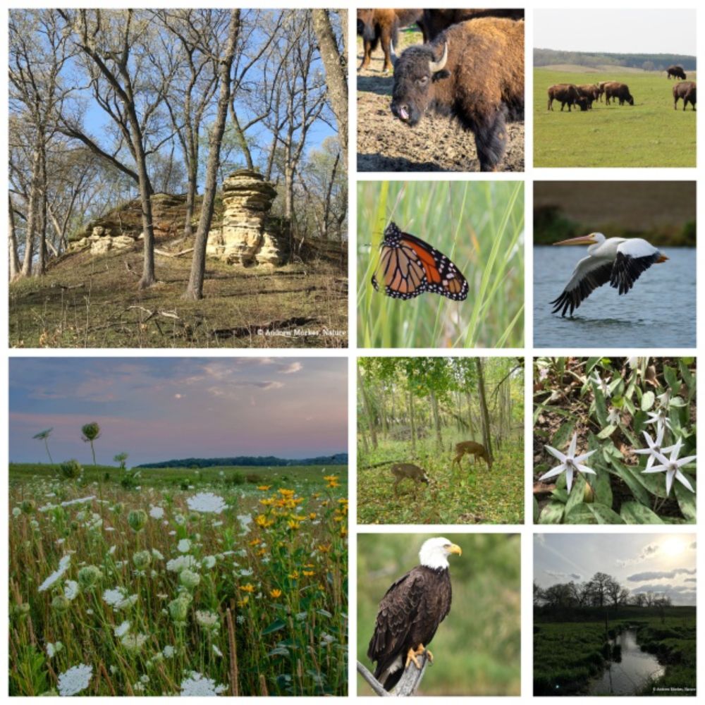 Nachusa Grasslands: See Bison, Savor Solitude, and Hike Through Biodiversity Hotspots