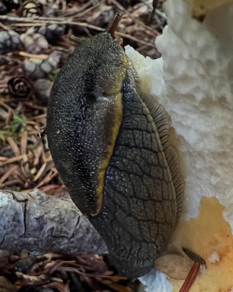 Yellow-bordered Taildropper (Prophysaon foliolatum) slug