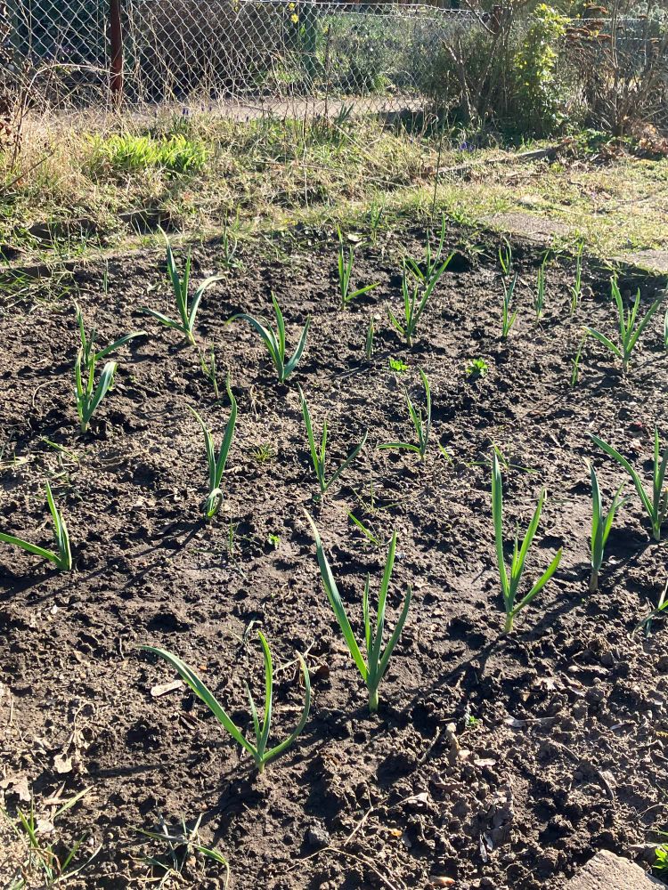 Vier Reihen Winterknoblauch im Beet, pflanzen ca 20 cm hochb