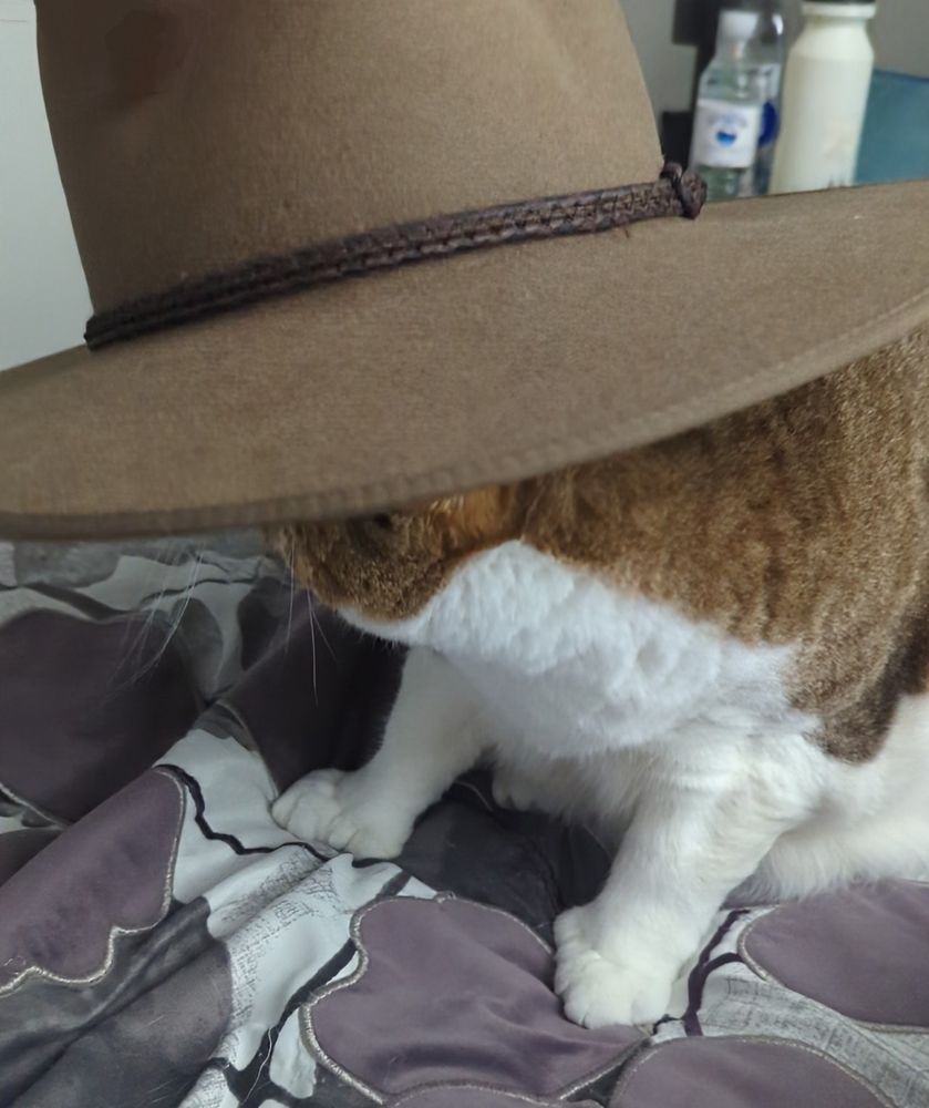 A cat named Jolene in the Australian hat