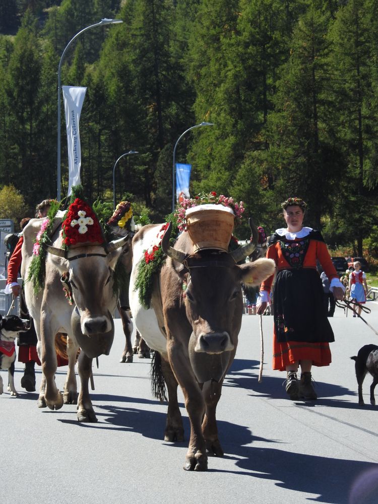 Geschmückte Kühe mit Frau in Bündner Tracht