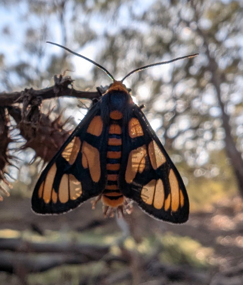 A  photo of a moth with translucent orange wings perched on a thorny plant. The sun shines through the moth's wings.