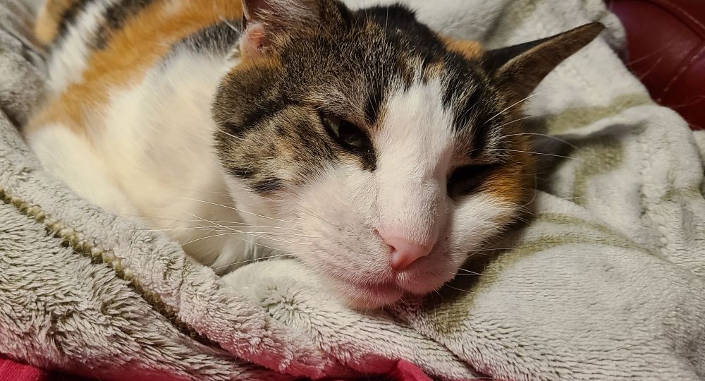 Close-up photo of a calico cat resting on a gray blanket. She is staring off into the middle distance with an expression that seems to say, "I can't even."