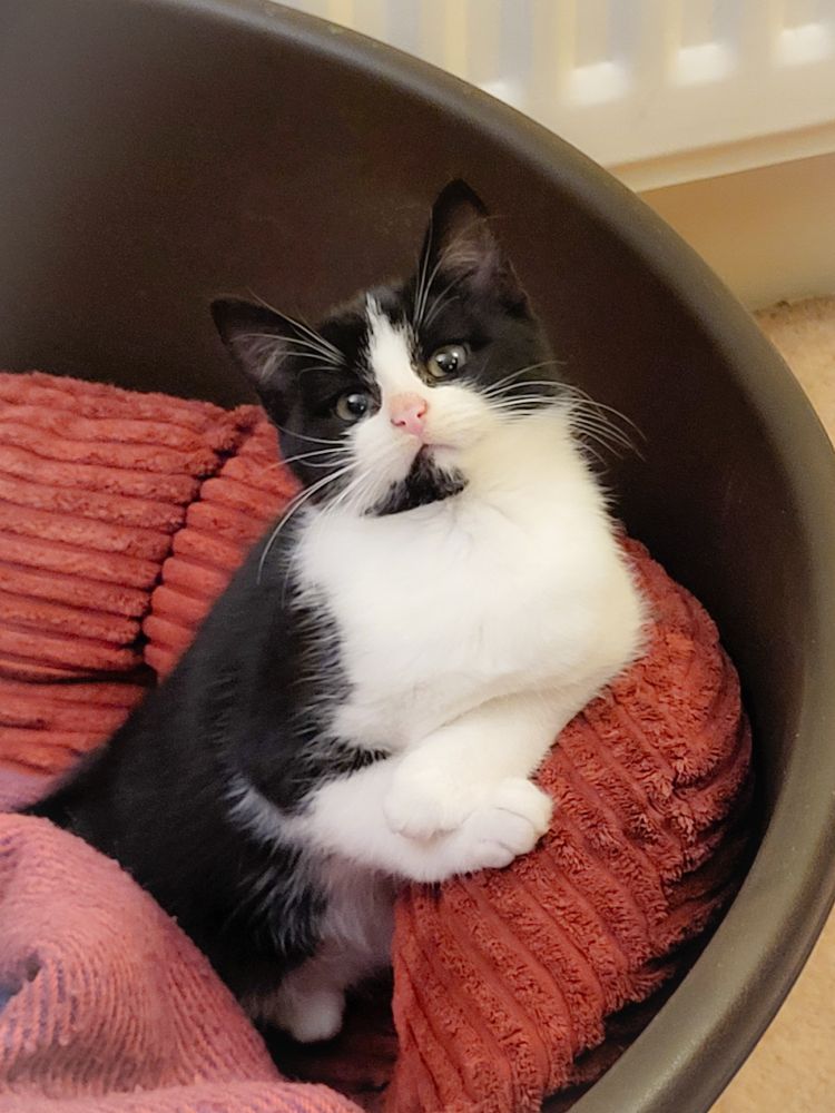 A close up shot of a black and white kitten in a very large dog bed looking very smug