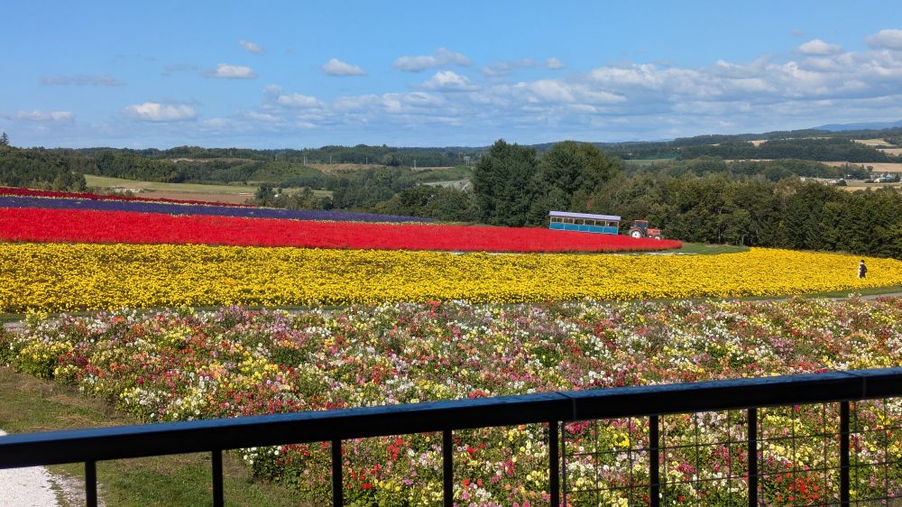 フラワーランドかみふらのの遠くまで見える展望台。
サルビアが鮮やか。
なんか今日は肥料かな…においがしたです。