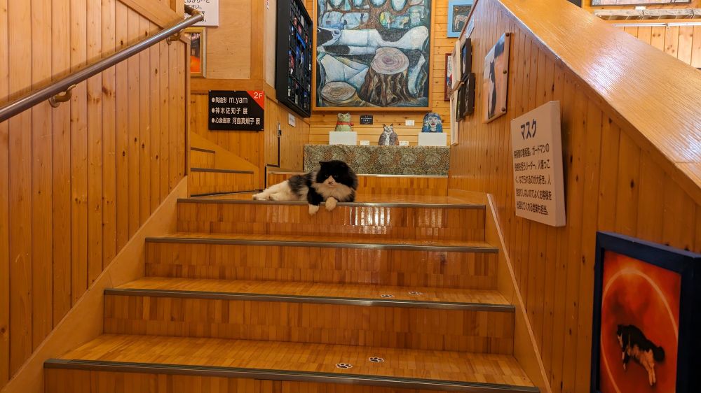 北海道の新冠町、ディマシオ美術館の副館長の猫です。