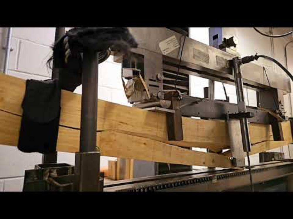 UK-grown birch goes bang