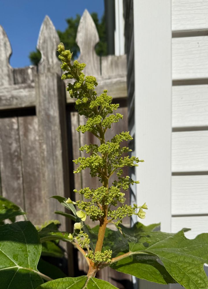 뒷뜰 구석의 오크잎수국이 개화하려고 들썩거리는 중이다.