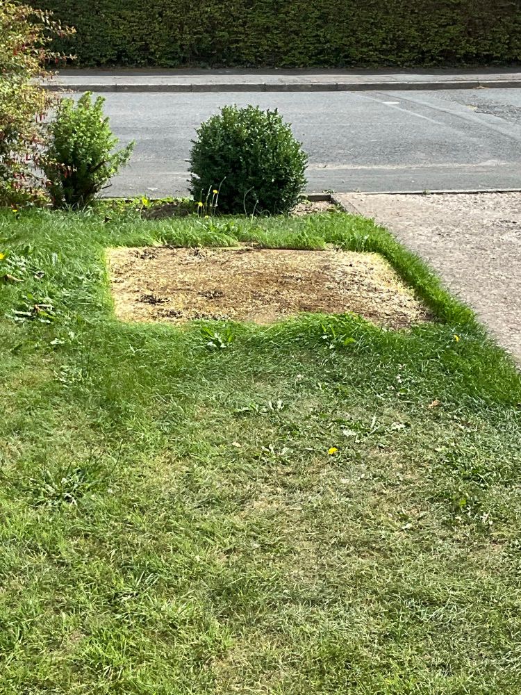 A square patch of yellowish grass