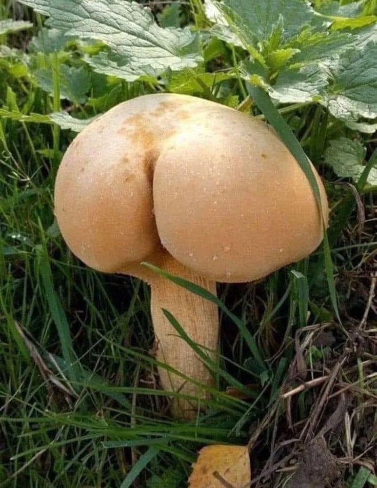 A bum shaped mushroom 