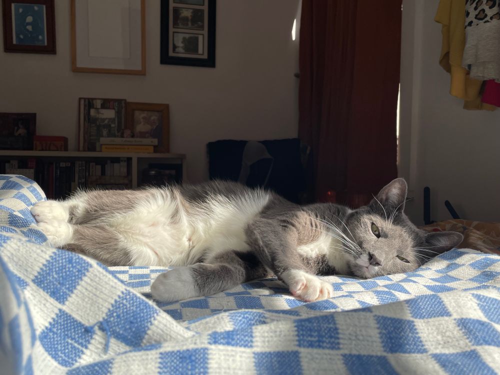 A gray and white cat lays in the sun on top of a blue and white checkered blanket  