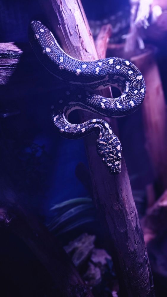 A small Diamond python perched on a branch in her enclosure