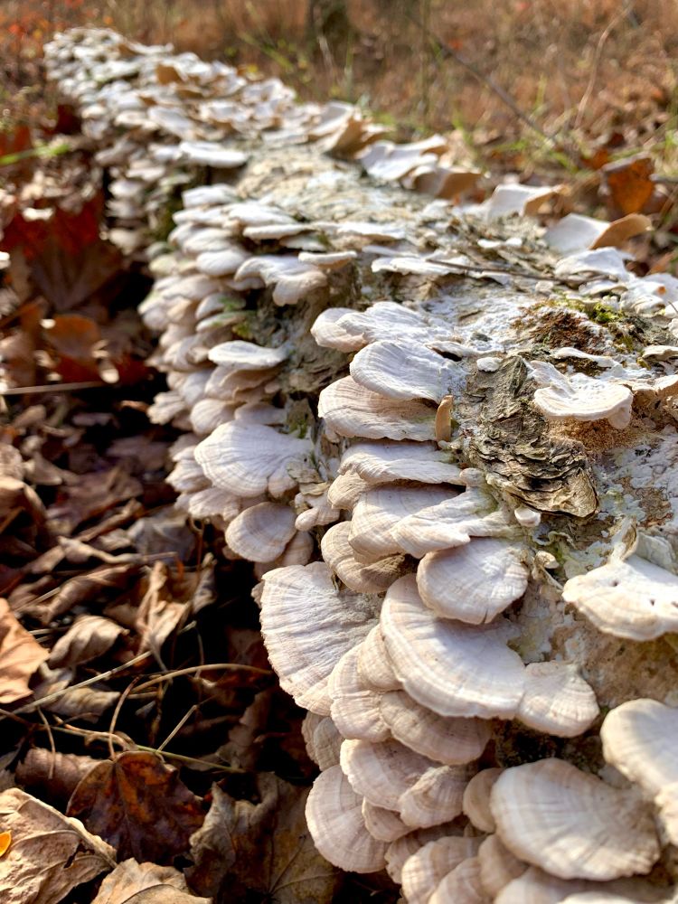 White mushrooms that look dry cover a fallen tree sitting on fallen leaves. 