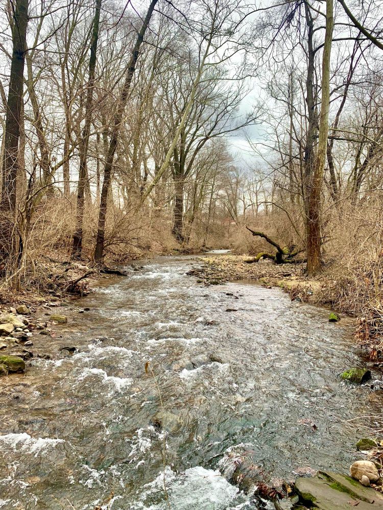 This creek is coming from Nolde Forest and runs through suburban areas. This area is surrounded by narrow riparian buffers with many trees. It is a cloudy winter day. Trees are standing tall without leaves.