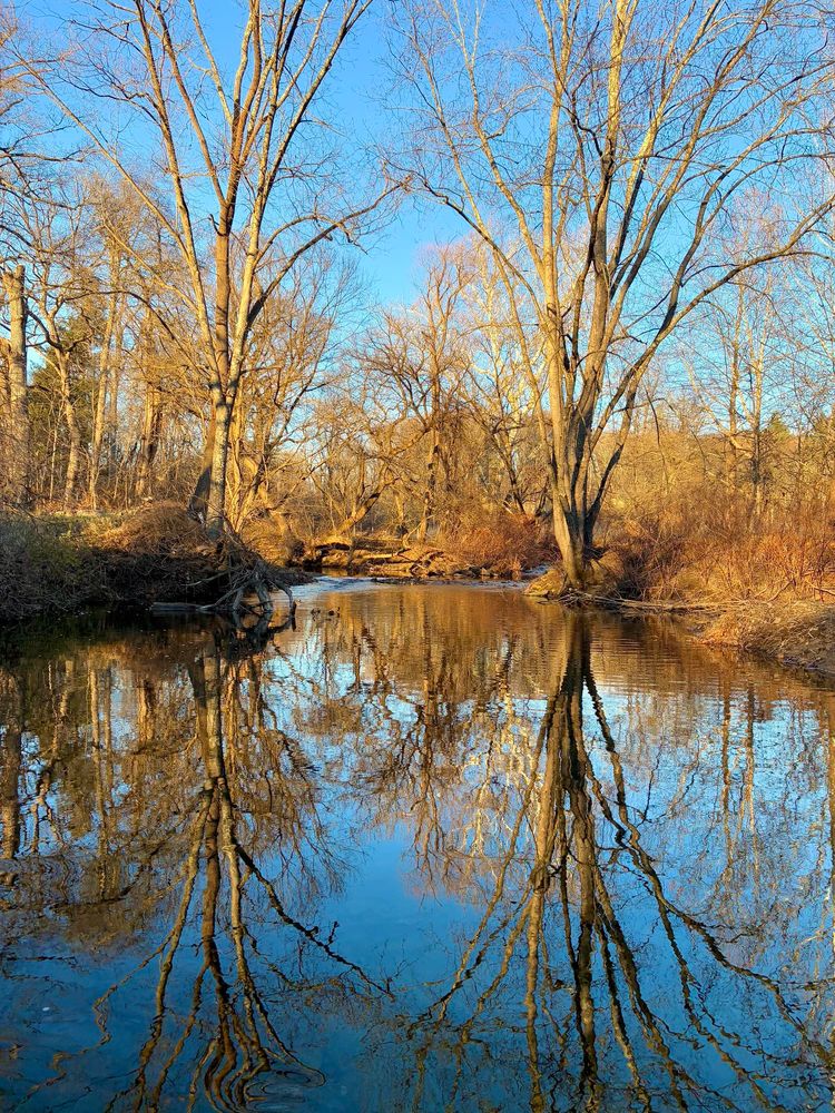 Late in the afternoon, under a sunny sky, two creeks merge into a single, slow-moving stream in the foreground. Most of the trees and bushes are bare, their branches reflected on the water. Two trees, one on each bank, stand like a gateway welcoming the two streams as they join.