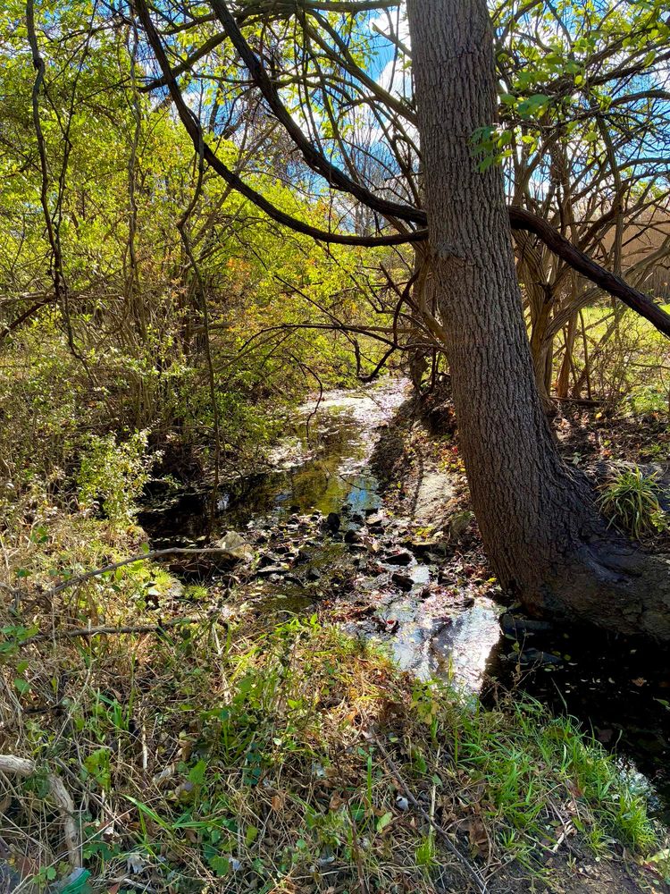 A small stream winds through busy areas. It’s close to its headwater, the stream bed is filled with fallen leaves and covered by bushes growing from both sides.