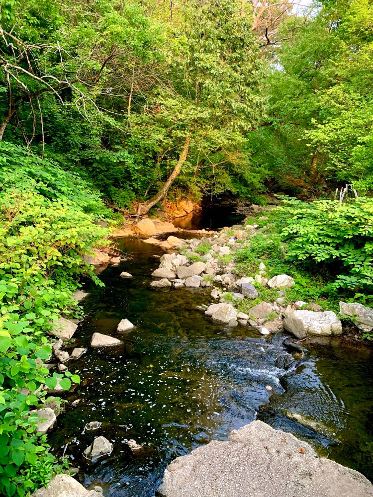 A small stream swiftly runs through the rocky area, feeding the slow-moving pool beneath a canopy of dense bushes and trees. The left bank by the pool glows orange in the light of the setting sun.