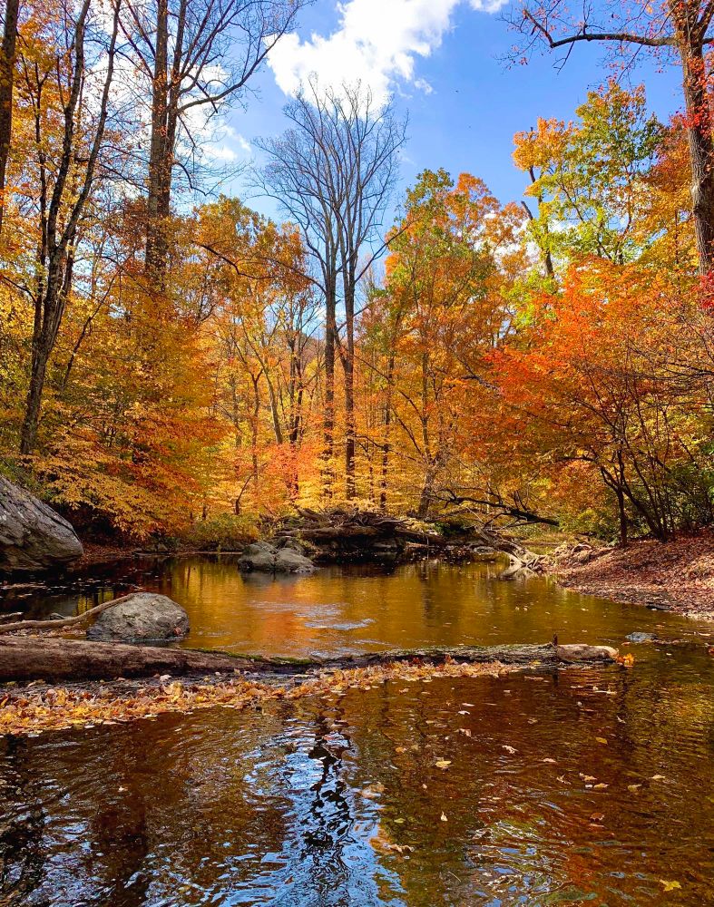 A creek flows through the woods with vivid autumn colors under the blue sky with some clouds.