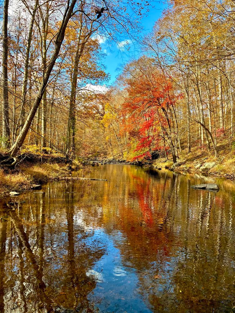 A creek flows through a forest with autumn colors. On the left bank, tall trees stand mostly bare. The right bank has vibrant foliage, reds leaves are especially bright as they reflect on the water. Above, a narrow window of blue sky with some clouds opens between the trees, reflected on the creek below.