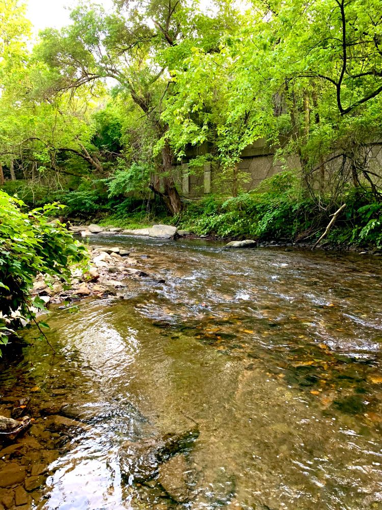 A view of small creek flowing through the woods. The creek is shallow with swift currents. Across the creek, there is a concrete wall for a highway.