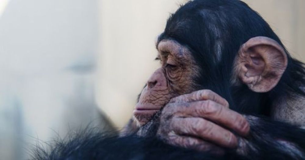 Osaka zookeeper caught stealing chimpanzees’ food