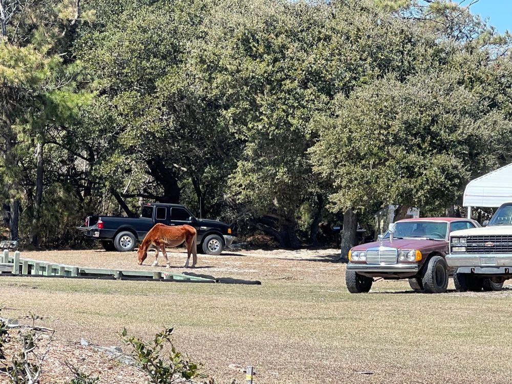 Chestnut horse grazing in a field next to some trucks